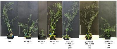 Promoter and domain structures regulate FLA12 function during Arabidopsis secondary wall development